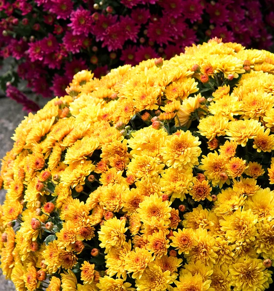 Фон Хризантемы — стоковое фото