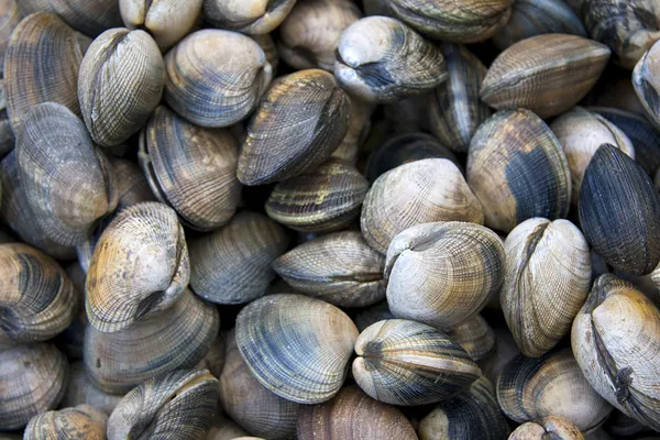 Clam shell background — Stock Photo, Image