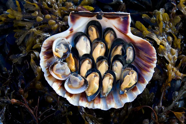 Cockles and muscles — Stock Photo, Image