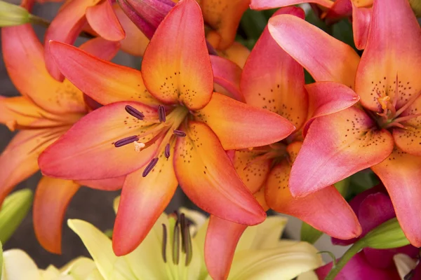 Stock image Lilies background