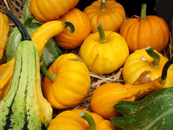 Pumpkins & squashes — Stock Photo, Image