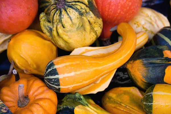 Gourds & squashes background — Stock Photo, Image