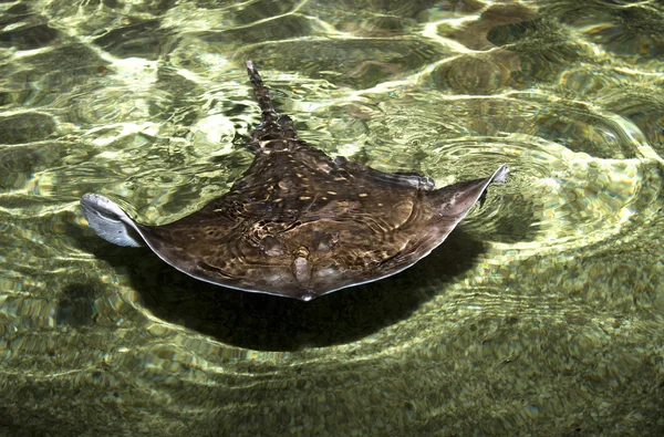 Sting ray — Zdjęcie stockowe