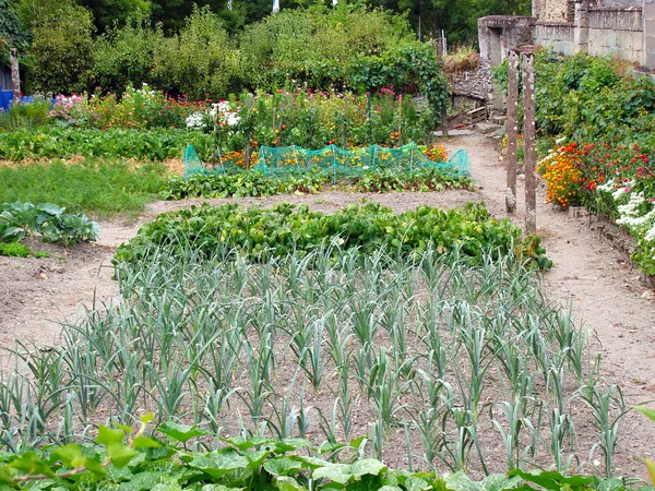 Vegetable patch — Stock Photo, Image
