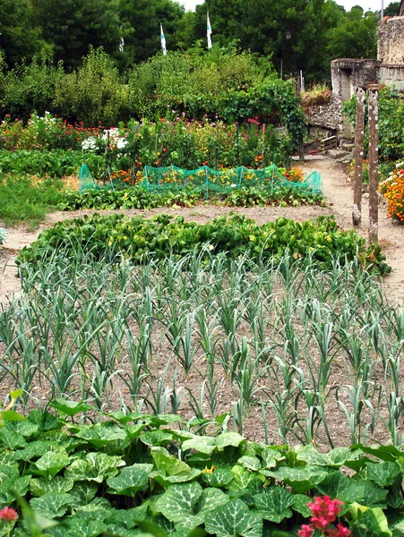 Vegetable patch2 — Stock Photo, Image
