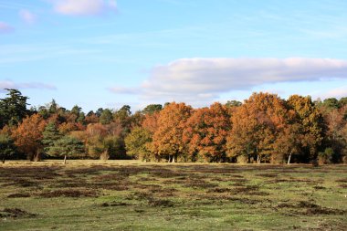 New Forest clipart