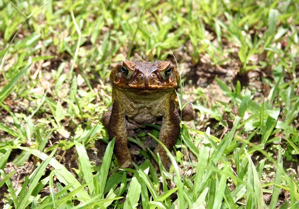 Cane toad — Stock Photo, Image