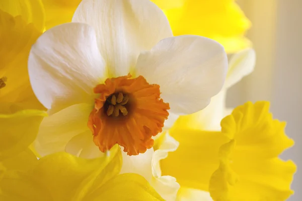 Fundo Daffodils — Fotografia de Stock