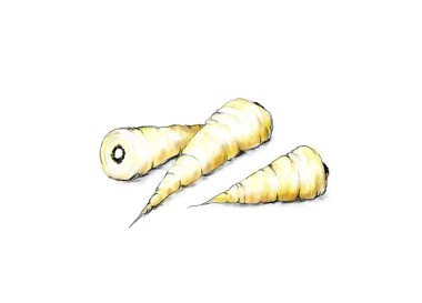 Parsnips clipart