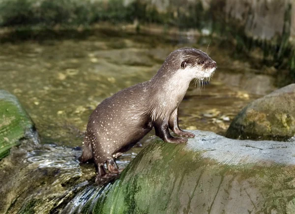 Річка otter — стокове фото