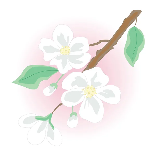 Blossoming branch — Stock Vector