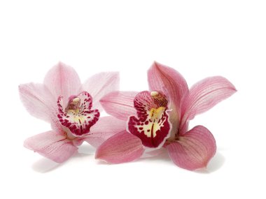 Cymbidium flowers clipart