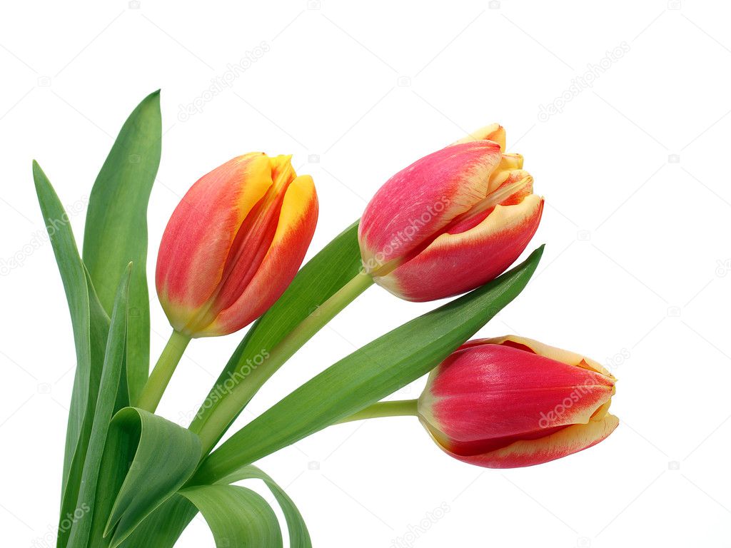 Tulipanes rojos y blancos fotos de stock, imágenes de Tulipanes rojos y  blancos sin royalties | Depositphotos