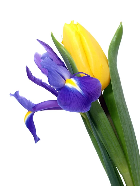 Tulip and iris — Stock Photo, Image