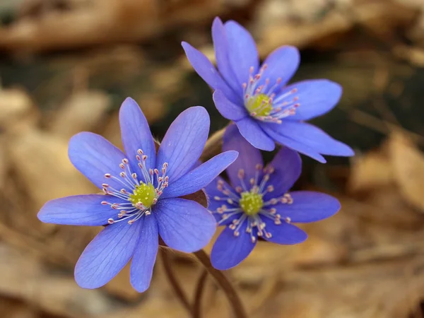 Blaue Leberblüte — Stockfoto