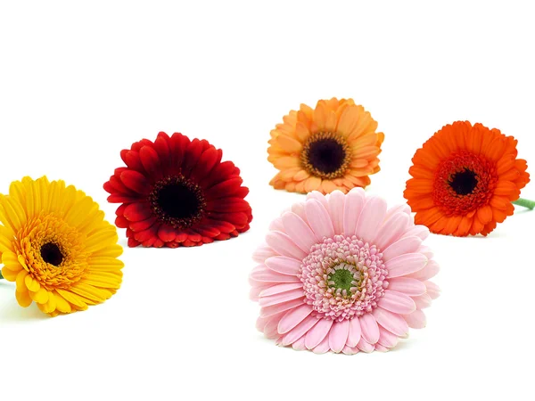 Gerber Flowers — Stock Photo, Image