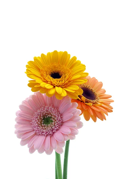 Gerber daisies — Stock Photo, Image