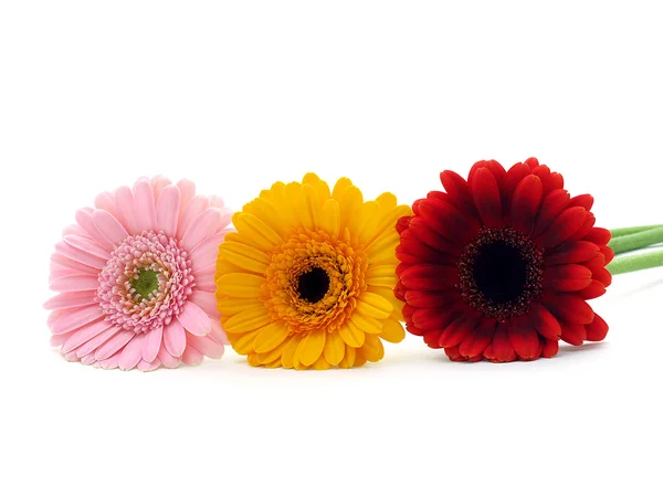 Gerber çiçekler — Stok fotoğraf