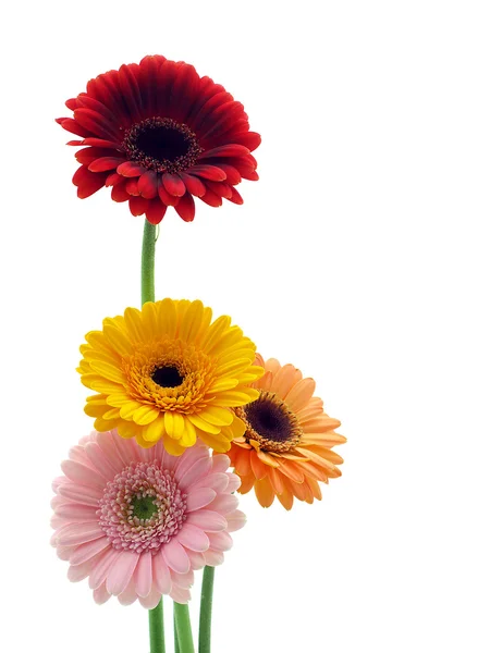 Gerber flowers — Stock Photo, Image