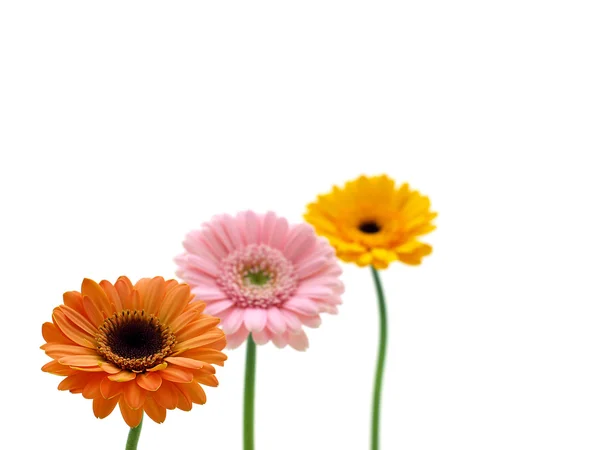 Gerbera daisies — Zdjęcie stockowe
