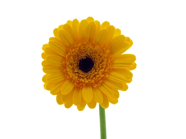 Gerber blomma — Stockfoto