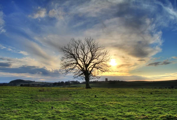 日落时棵孤独的树 — 图库照片