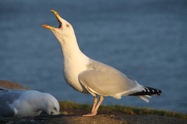 Herring Gull clipart