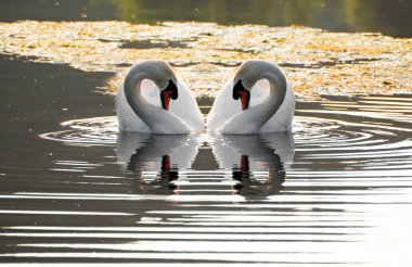 Swan love clipart