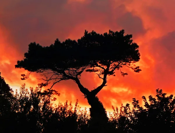 Ağaç yangında — Stok fotoğraf