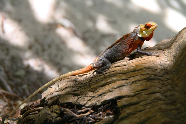 Мальдівських ящірка — стокове фото