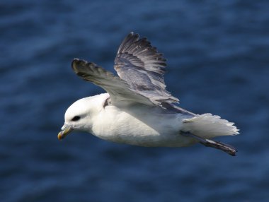 Flying herring gull clipart