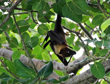 Maldivian bat clipart