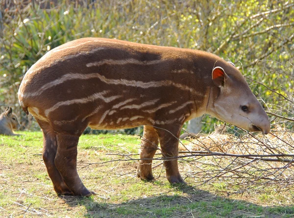 Baby tapir — Stock Photo, Image