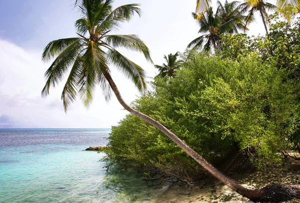 Paradise beach ve palmiye ağacı hdr — Stok fotoğraf