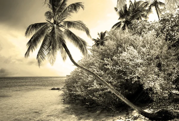 Paradise praia e palmeira — Fotografia de Stock