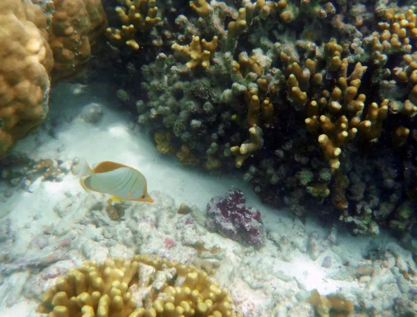 サンゴ礁の魚 — ストック写真