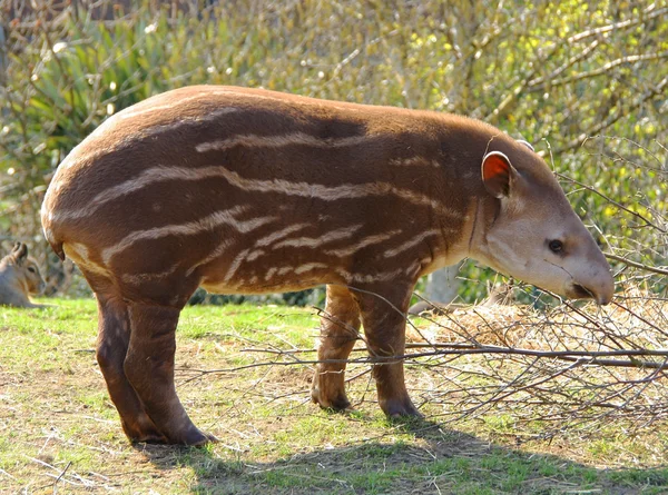 Baby tapir Stock Image