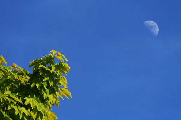 Луна днем — стоковое фото