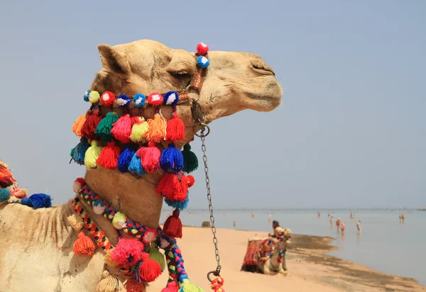 Camello en la playa — Foto de Stock