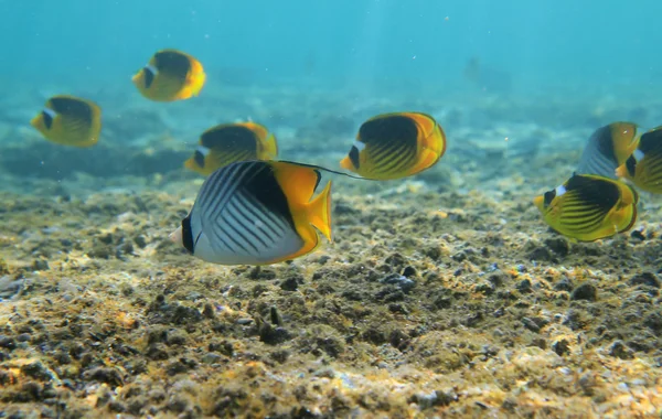 Treadfin butterfishes — Stok fotoğraf