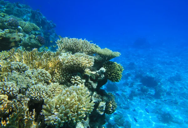 Coral reef in Red Sea — Stock Photo, Image