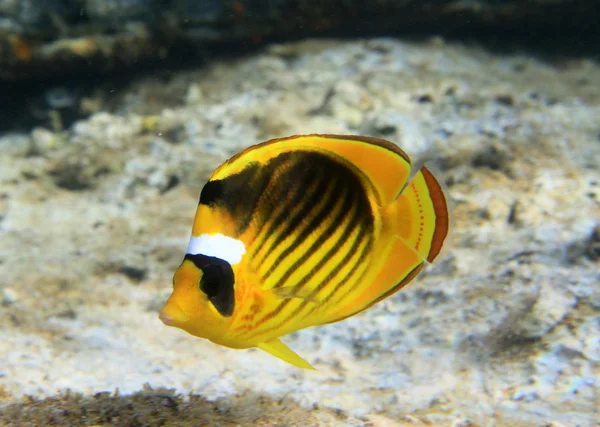 Sökülen butterfishes — Stok fotoğraf