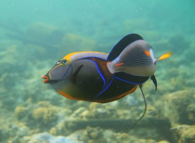 Sohal surgeonfishes