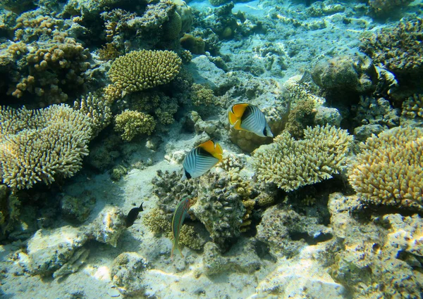 Pesci farfalla e barriera corallina — Foto Stock