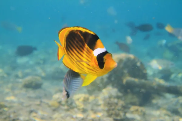 Sökülen butterfish — Stok fotoğraf