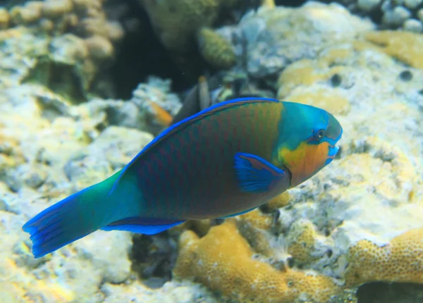 Buttlehead parrotfish — Stock Photo, Image