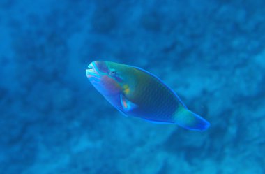 Buttlehead blue parrotfish clipart