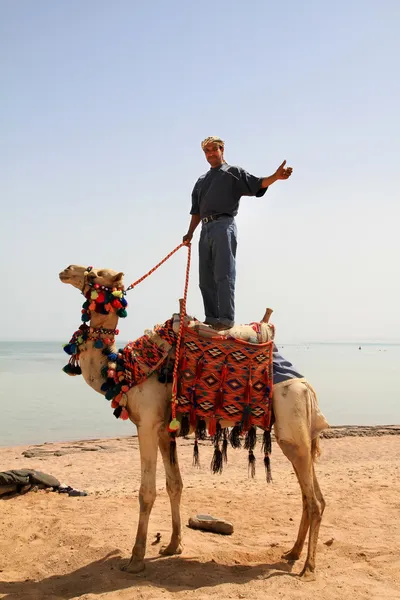 Posieren auf dem Kamel — Stockfoto
