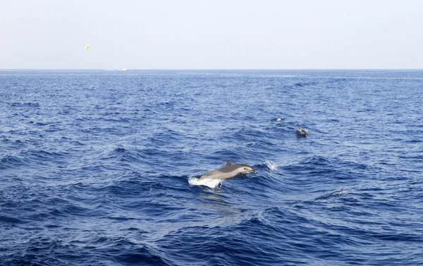 Delfín v Rudém moři — Stock fotografie
