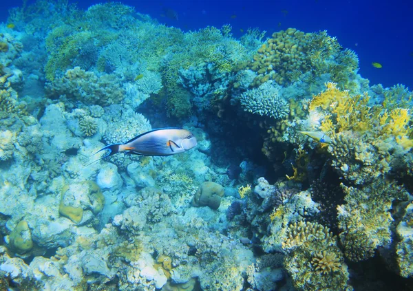 Récif corallien et poissons en Egypte — Photo